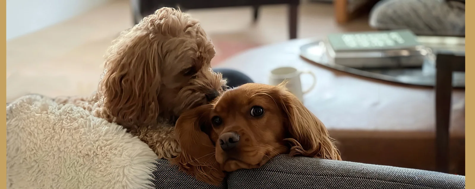 Dora and Archie relaxed together on the couch